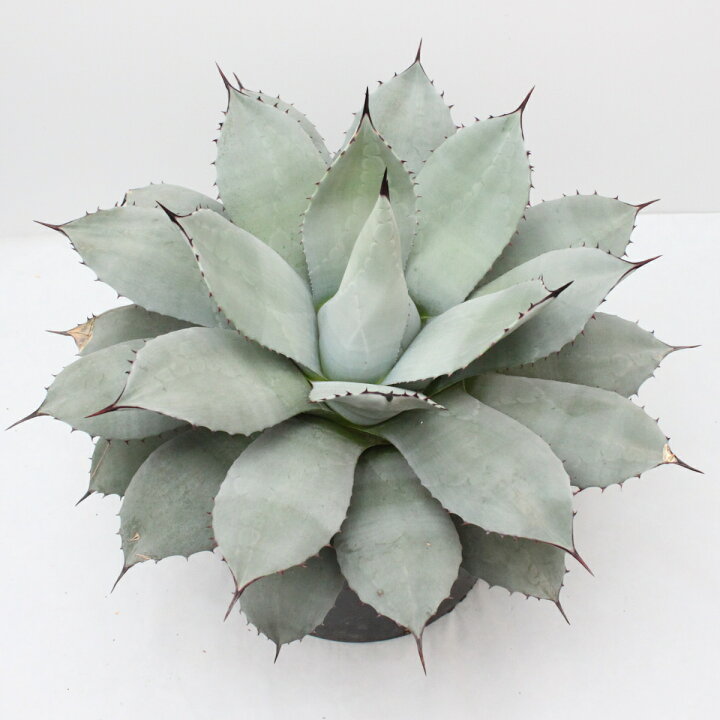楽天市場】【現品】アガベ パリー特大株 : 花まるマーケット