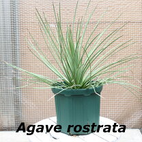楽天市場】ユッカ ロストラータ（種類（植物）アガベ）（花・観葉植物 