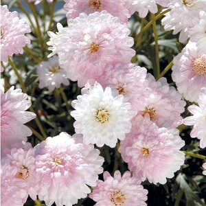 {U}[KbgyTN z3.5|bgTg[t[Y