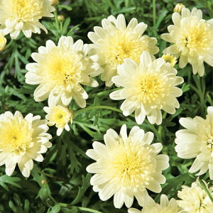 {U}[KbgyCG[z3.5|bgTg[t[Y