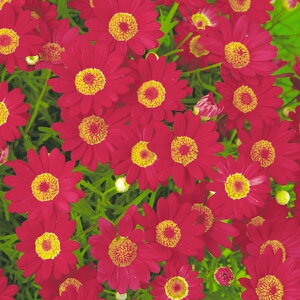 {U}[Kbgy`F[ z3.5|bgTg[t[Y