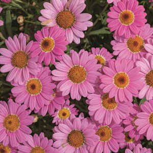 {U}[KbgyRXXsNz3.5|bgTg[t[Y