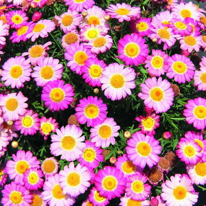 {U}[KbgyTCYsNz3.5|bg