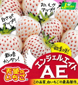 白 イチゴ 苗の通販 価格比較 価格 Com