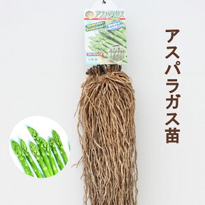 �A�X�p���K�X�c ���h�ȍ����E���g���W�����{ ���劔�͔|�������t