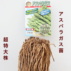 アスパラガス 苗の人気商品 通販 価格比較 価格 Com