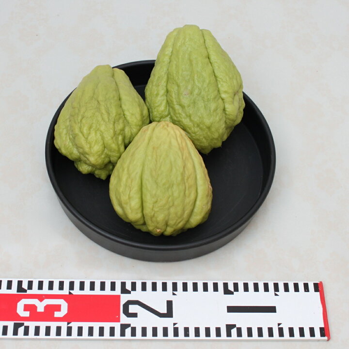楽天市場】はやとうり 緑種 種用【隼人瓜】1株食用ではありません : 花 