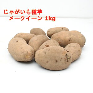 メークイン 種の人気商品 通販 価格比較 価格 Com メークイン 種の人気商品 通販 価格比較 価格 Com