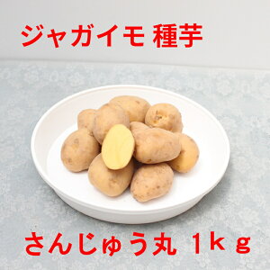 WKC 񂶂イ TCY1kgi[Uj