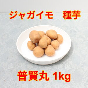 WKC 𕁌 1kg TCY i[Uj