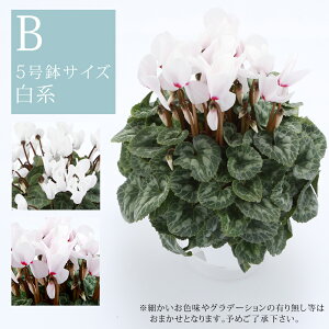  5TCY Y ̃VN A S3F@fw-1 av[g Ε NX}Xv[g j Ϗܗp t[Mtg