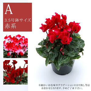  3.5TCY Y ̃VN A S3F@fw-2 av[g Ε NX}Xv[g j Ϗܗp t[Mtg