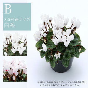  3.5TCY Y ̃VN A S3F@fw-2 av[g Ε NX}Xv[g j Ϗܗp t[Mtg