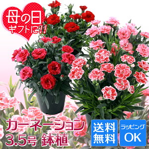 生花 カーネーション 鉢植えの人気商品 通販 価格比較 価格 Com