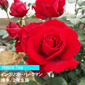 o@HT@CObhEo[N}@ږ؁@2Nc@4@1@lC̃oaCɋ@߂Ẵo@o@Ԃo_Ƃ񂨂߃o@Lȃo