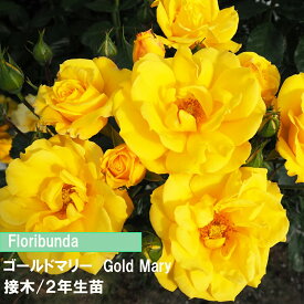 バラ　FL　ゴールドマリー　接木　2年生苗　4寸　1鉢　人気のバラ　送料無料病気に強い　初めてのバラ　バラ香り　黄色バラ　農家さんおすすめバラ　有名なバラ
