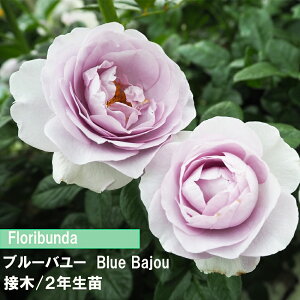 �o���@FL�@�u���[�o���[�@�ږ؁@2�N���c�@4���@1���@�l�C�̃o���@���������a�C�ɋ����@���߂Ẵo���@�o������@�n�̃o���@�_�Ƃ��񂨂����߃o���@�L���ȃo���@�ԕt�����