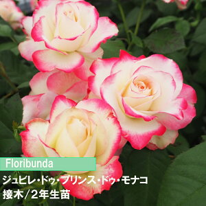 o@FL@WrhDvXhDiR@ږ؁@2Nc@4@1@lC̃o@ɋo@߂Ẵo@o@ԔFo@_Ƃ񂨂߃o@Lȃo