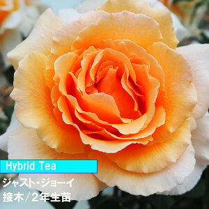 o@HT@WXg@W[C@ږ؁@2Nc@4@1@lC̃o@@aCɋ@߂Ẵo@o@IW̃o_Ƃ񂨂߃o@Lȃo