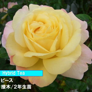 o@HT@s[X@ږ؁@2Nc@4@1@lC̃o@傫ȃo@߂Ẵo@o@N[F@փo_Ƃ񂨂߃o@Lȃo