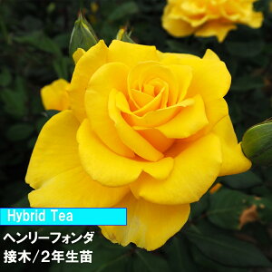 o@HT@w[tH_@ږ؁@2Nc@4@1@lC̃o@@ɋ@߂Ẵo@o@F̃o_Ƃ񂨂߃o@Lȃo