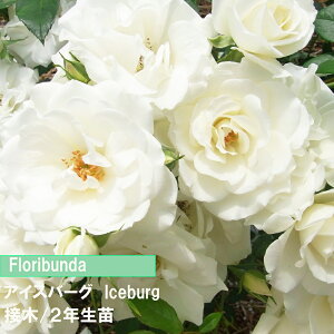 o@FL@ACXo[O@ږ؁@2Nc@4@1@lC̃o@aCɋ@߂Ẵo@o@̃o_Ƃ񂨂߃o@Lȃo@̃o܎ܕĩo