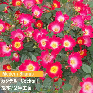 o@MS@JNe@RNe[@ږ؁@2Nc@4@1@lC̃o@@o@߂Ẵo@o@Ԕ̃o@_Ƃ񂨂߃o@Lȃo@_V