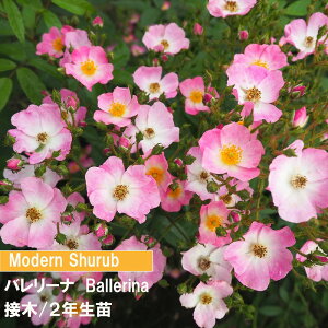 o@CL@o[i@ږ؁@2Nc@4@1@lC̃o@o@߂Ẵo@o@sNFo@_Ƃ񂨂߃o@Lȃo@MS@_Vuւ