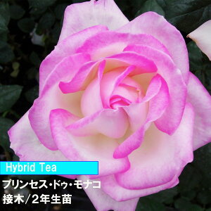 o@HT@vZXEhDEiR@ږ؁@2Nc@4@1@lC̃oaCɋ@߂Ẵo@o@̃o_Ƃ񂨂߃o@Lȃo