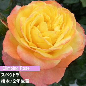 o@CL@XyNg@ږ؁@2Nc@4@1@lC̃o@o@߂Ẵo@o@IWFo@_Ƃ񂨂߃o@Lȃo@co@NC~