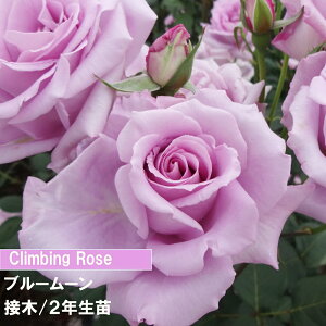 o@CL@u[[@ږ؁@2Nc@4@1@lC̃o@o@߂Ẵo@o@Fx_[FFo@_Ƃ񂨂߃o@Lȃo@co