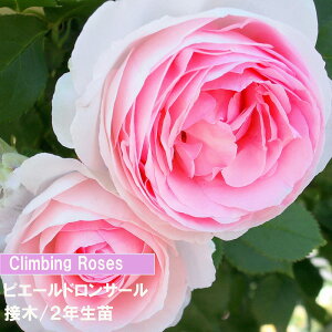 �o���@CL�@�s�G�[���h�����T�[���@�ږ؁@2�N���c�@4���@1���@�l�C�̃o���@���������@�����o���@���߂Ẵo���@�o������@�s���N�F�o���@�_�Ƃ��񂨂����߃o���@�L���ȃo���@�c���o���@