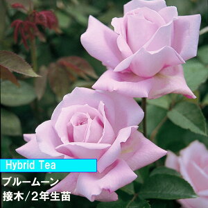 o@HT@u[[@ږ؁@2Nc@4@1@lC̃o@aCɋ@߂Ẵo@o@u[̃oF̃o@_Ƃ񂨂߃o@Lȃo