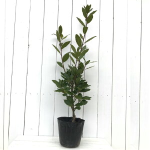 j@15cm||bg@1@|@K[fjO