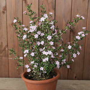 g`EQ@RE`EQ@ԁ@ԕc@G߂̉ԁ@|@K[fjO@K[f