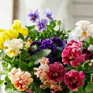 t炫rI@ԐF܂@ԕcZbg@rI@ԁ@ԕc@G߂̉ԁ@|@K[fjO