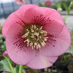 NX}X[Y@IG^X@d@X|bg@n@1@ԁ@ԕc@NX}X[YX|bgn@G߂̉ԁ@|@K[fjO