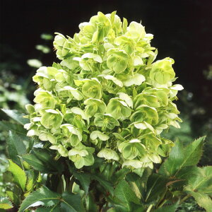 NX}X[Y@AMeBtHE@1@AO`tHEX@ԁ@ԕc@|@K[fjO