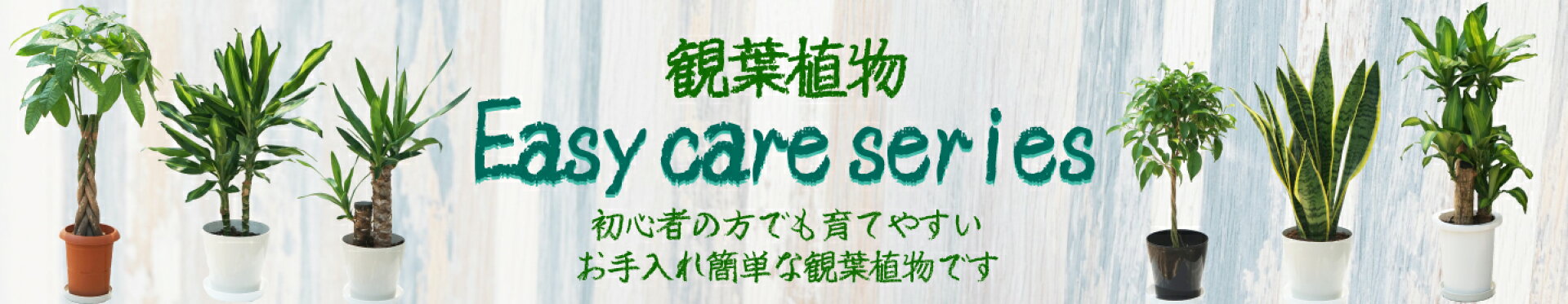 観葉植物　Easycare