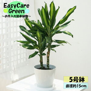 ϗtA@hZi@WF@5@Mt͂߂Ă̊ϗtA@Easy care Green C[W[PA@S҂ɂߊϗtA@CeAA@R̋C@@̂܂܏