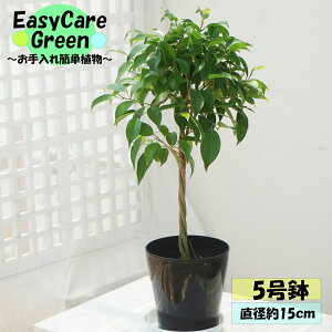 ϗtA@xW~@5@Mt͂߂Ă̊ϗtA@Easy care Green C[W[PA@S҂ɂߊϗtA@CeAA@R̋C@@̂܂܏ϗtA