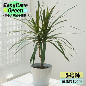 ϗtA@hZi@RVl@5@Mt@^̖؁@͂߂Ă̊ϗtA@Easy care Green C[W[PA@S҂ɂߊϗtA@CeAA@R̋C@@