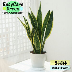 ϗtA@TZxA@5@Mt͂߂Ă̊ϗtA@Easy care Green C[W[PA@S҂ɂߊϗtA@CeAA@R̋C@@̂܂܏ϗtA