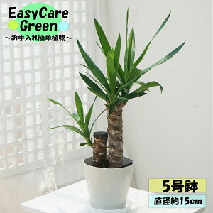 ϗtA@bJ@5@Mt@N̖؂͂߂Ă̊ϗtA@Easy care Green C[W[PA@S҂ɂߊϗtA@CeAA@R̋C@@̂܂܏