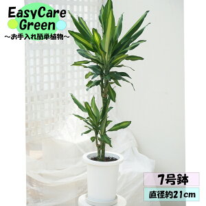 ϗtA@hZi@WF@7@Mt͂߂Ă̊ϗtA@Easy care Green C[W[PA@S҂ɂߊϗtA@CeAA@R̋C@ ̂܂܏ϗt