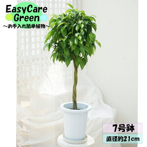 ϗtA@xW~@7@Mt͂߂Ă̊ϗtA@Easy care Green C[W[PA@S҂ɂߊϗtA@CeAA@R̋C@@̂܂܏ϗtA