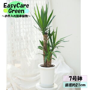 ϗtA@bJ@7@Mt@N̖؂͂߂Ă̊ϗtA@Easy care Green C[W[PA@S҂ɂߊϗtA@CeAA@R̋C@@̂܂܏