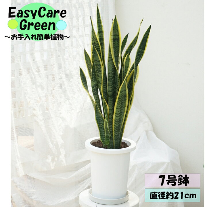 楽天市場】観葉植物 サンセベリア 7号 鉢皿付きはじめての観葉植物 