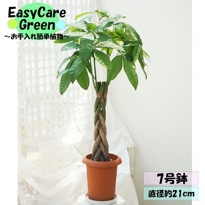 ϗtA@pL@7@Mt@̖؂͂߂Ă̊ϗtA@Easy care Green C[W[PA@S҂ɂߊϗtA@CeAA@R̋C@@̂܂܏