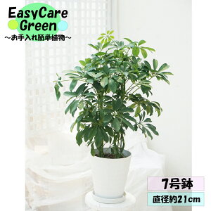 ϗtA@VFt@zRJ|bN@7@Mt͂߂Ă̊ϗtA@Easy care Green C[W[PA@S҂ɂߊϗtA@CeAA@R̋C@ ̂
